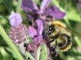 Lavender Bee 